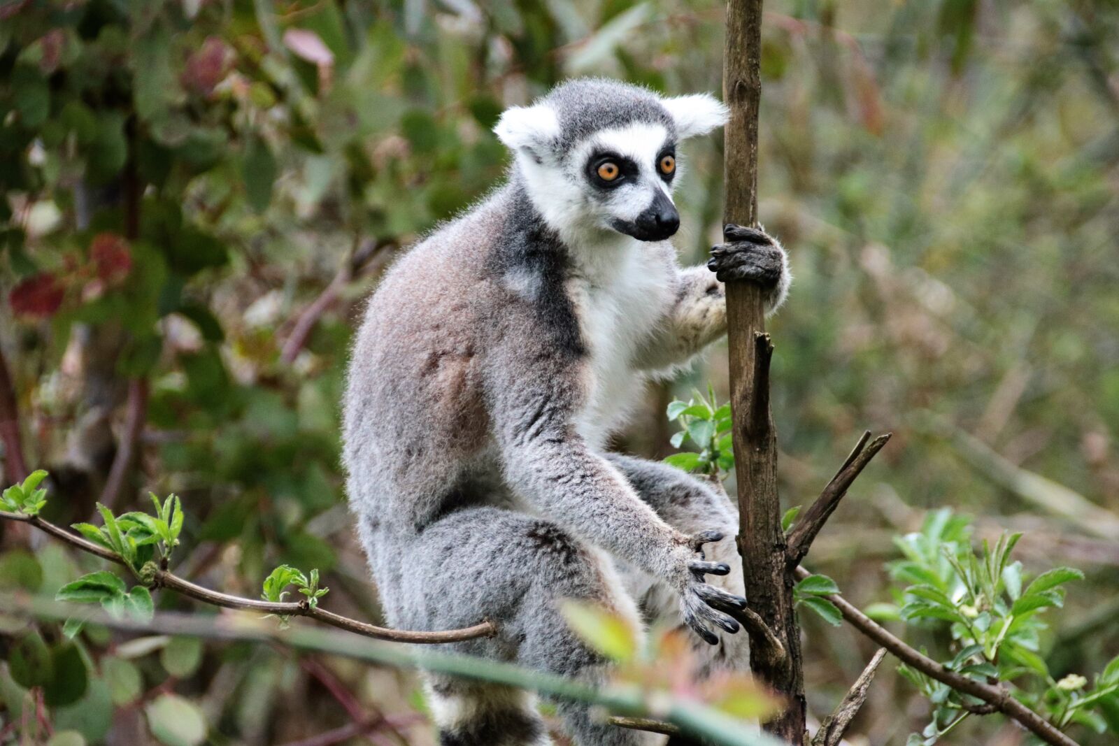 Canon EOS 760D (EOS Rebel T6s / EOS 8000D) sample photo. Lemur, monkey, wild photography
