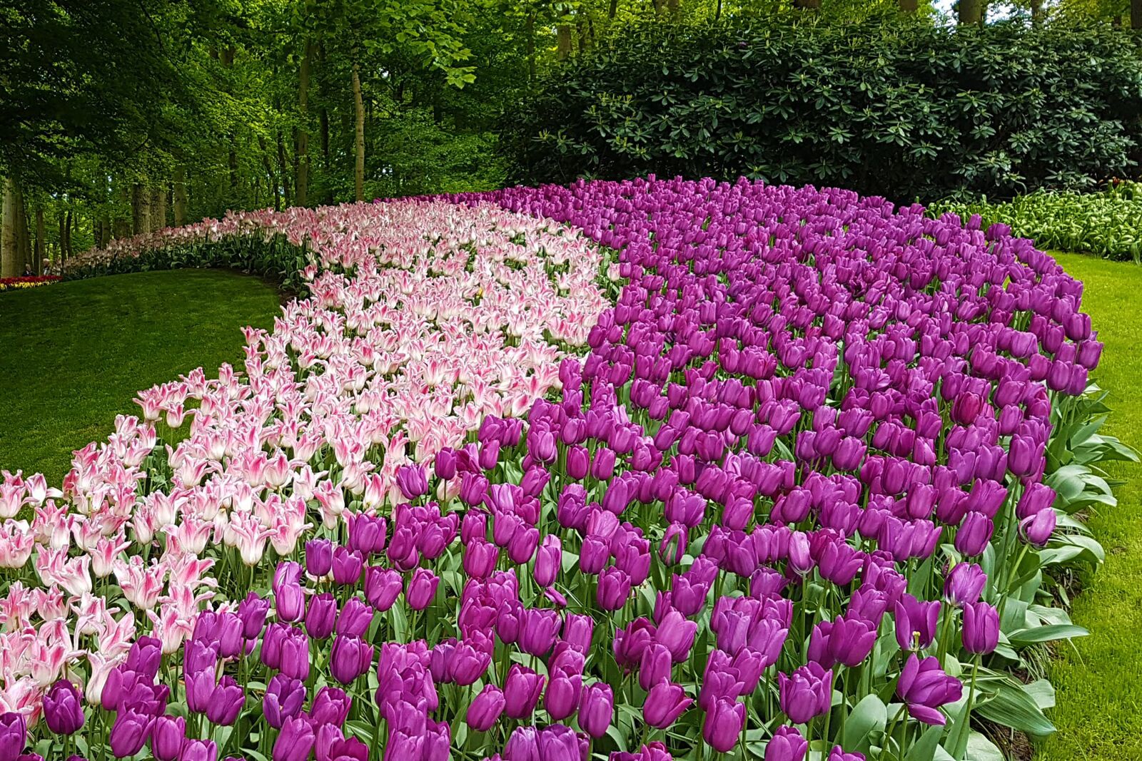 Samsung Galaxy S7 Edge sample photo. Tulips, amsterdam, garden photography