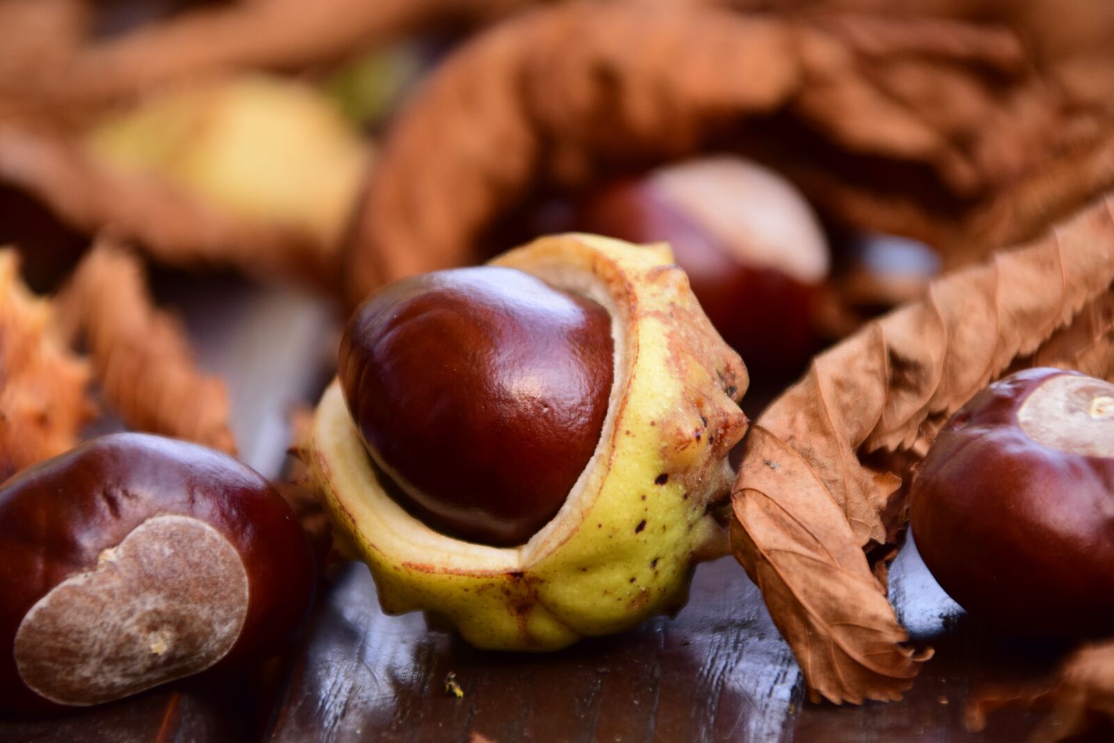 Nikon D3300 sample photo. Chestnut, close up, buckeye photography