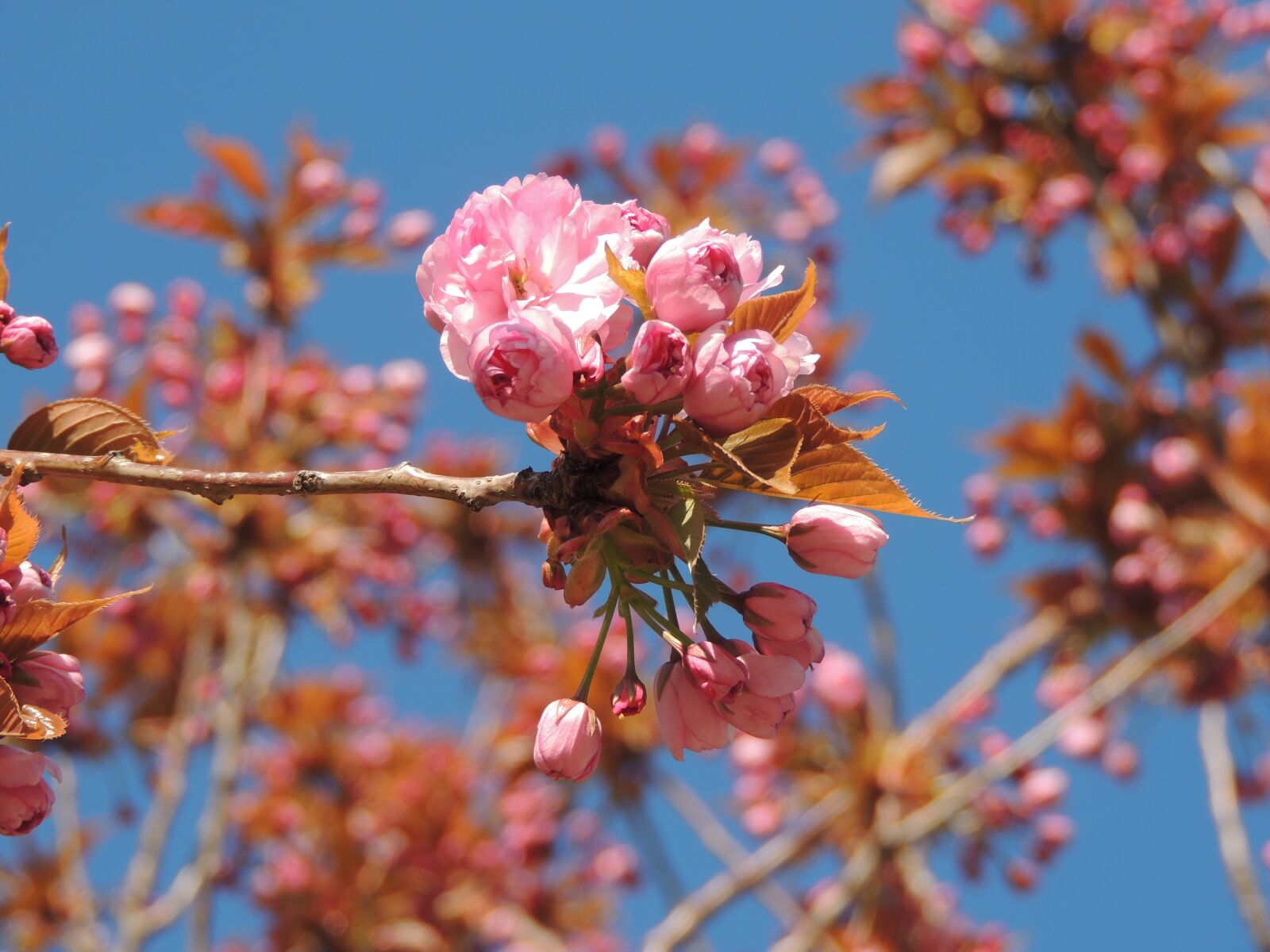 Nikon Coolpix P510 sample photo. Spring, flowers, blossom photography