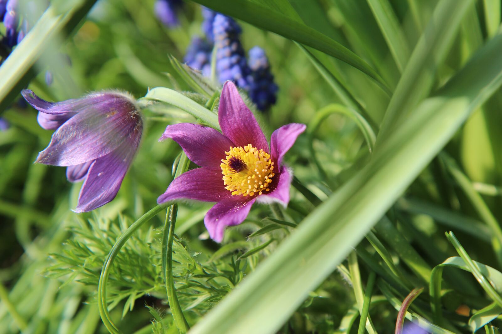 Canon EOS 600D (Rebel EOS T3i / EOS Kiss X5) sample photo. Flowering, spring, flowers photography