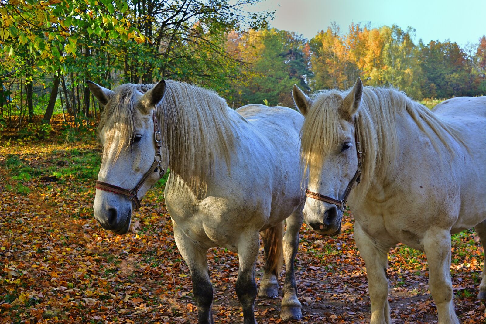 Nikon D5200 sample photo. Animals, horses, mold photography