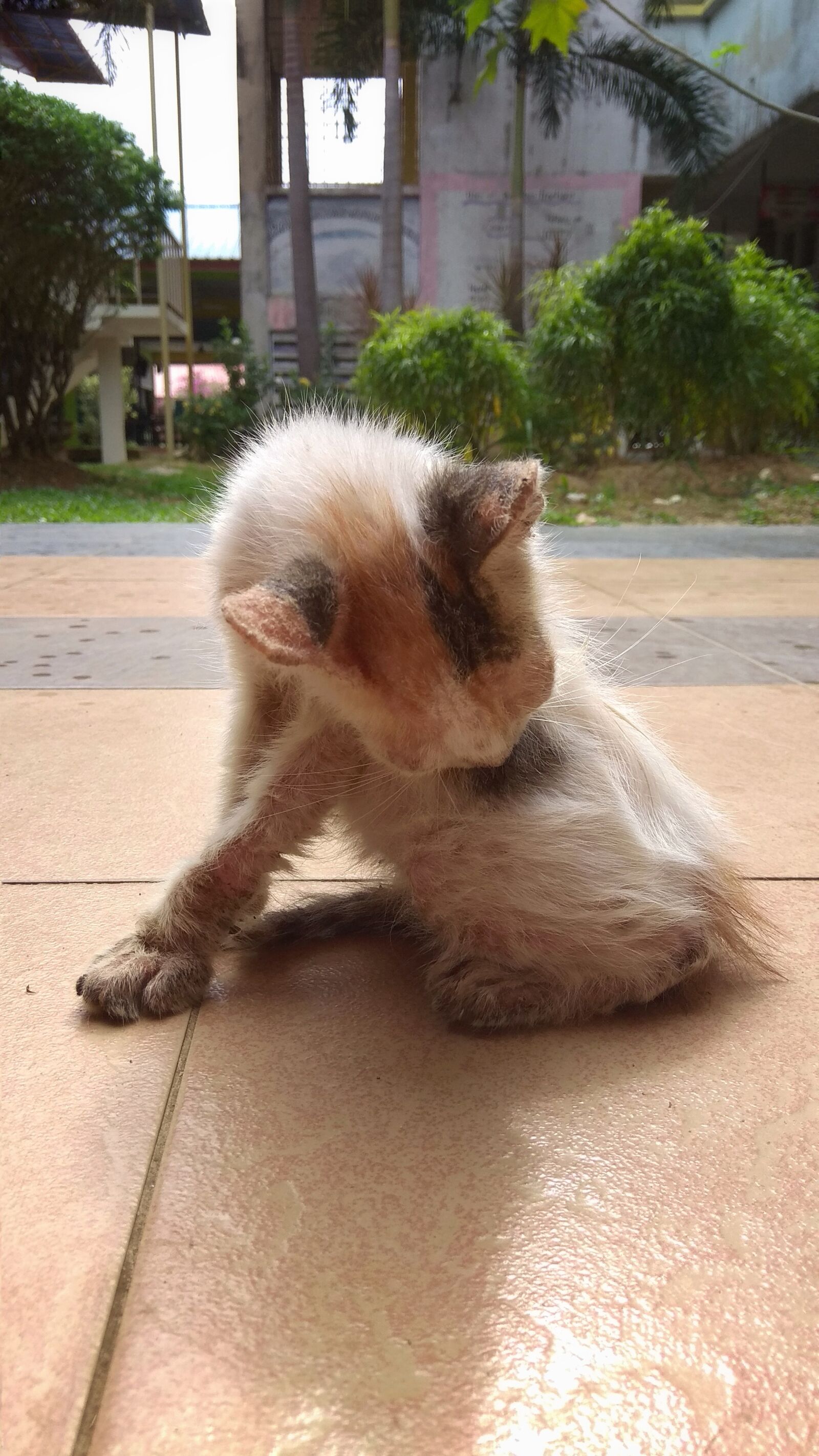 Xiaomi Redmi Note 4 sample photo. Cute, kitten, adorable photography