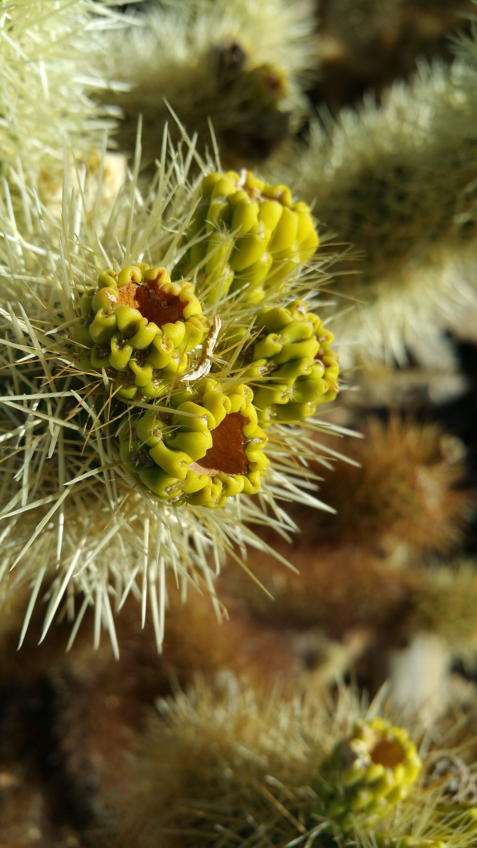 Samsung Galaxy Note4 sample photo. Cactus, close, up, view photography
