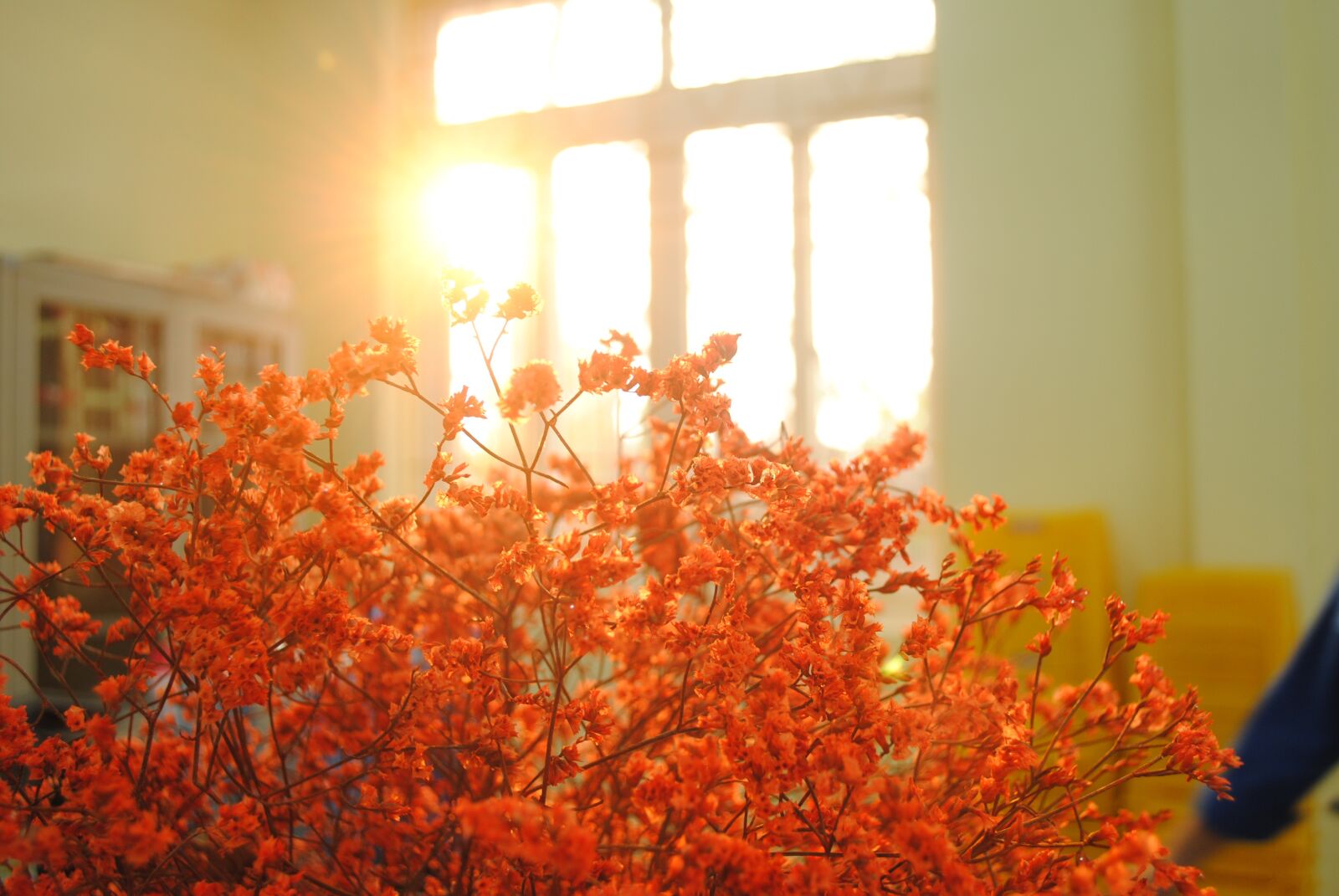 Nikon D3000 sample photo. Flower, sunshine, blossom photography