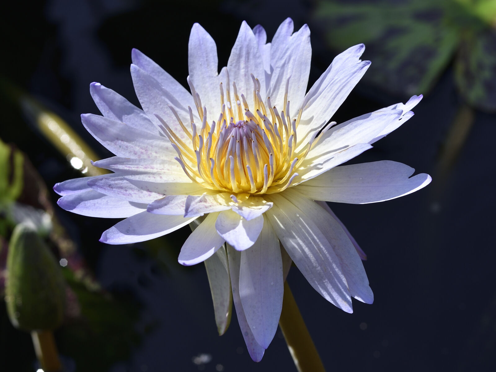 Nikon D750 sample photo. Lotus flower photography