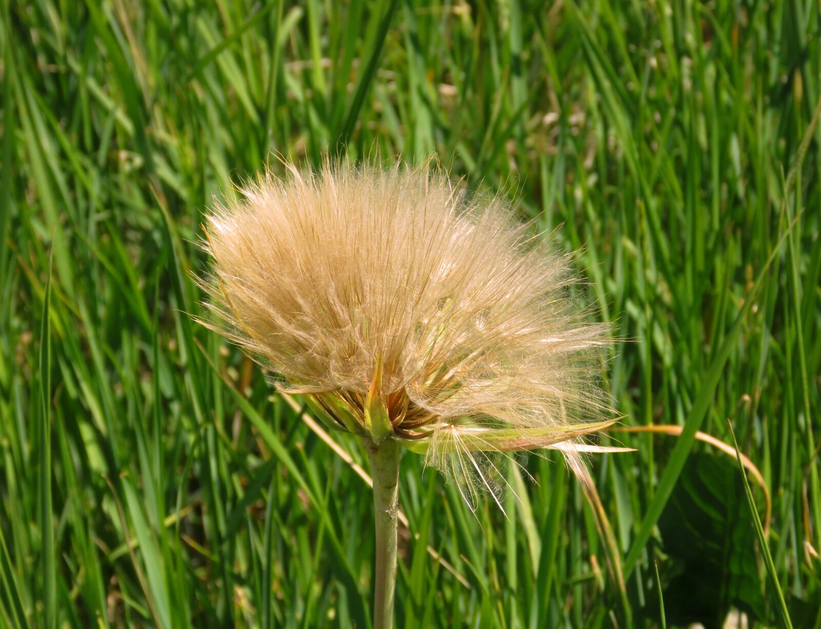 Canon PowerShot SX60 HS sample photo. Goatsbeard flower, seeds, goatsbeard photography