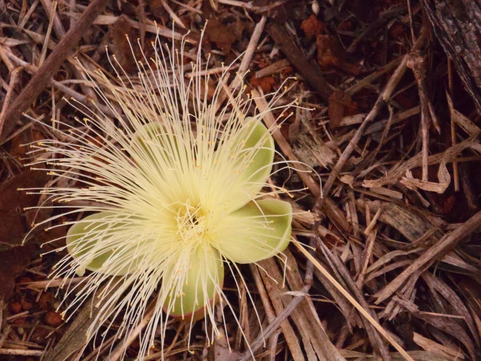Samsung WB100/  WB101 sample photo. Flower, pequi, cerrado photography