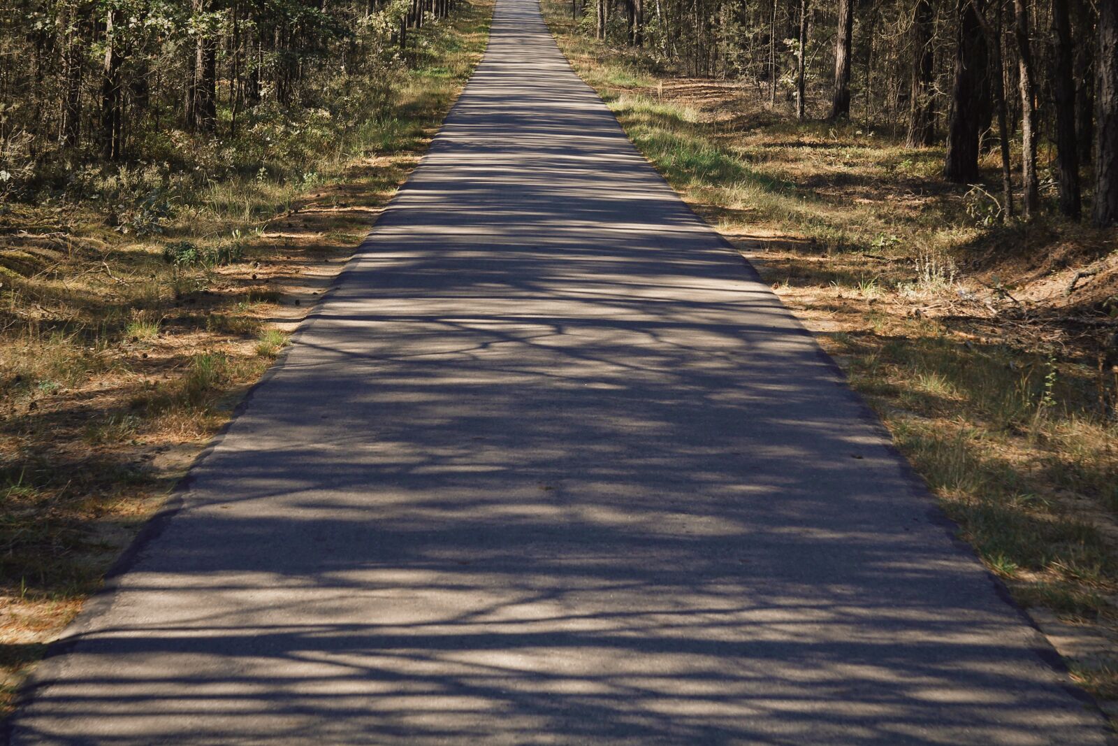 Canon EOS 1200D (EOS Rebel T5 / EOS Kiss X70 / EOS Hi) sample photo. Way, asphalt, forest photography