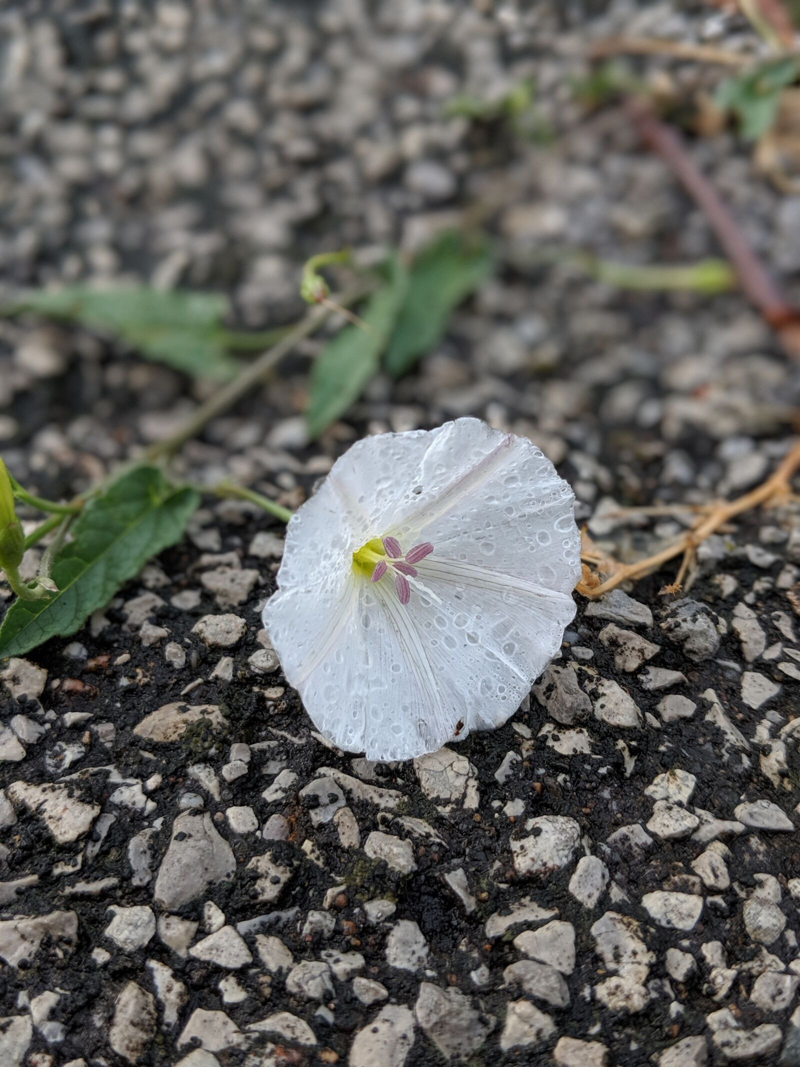 Google Pixel 2 sample photo. Morning glory, flower, blossom photography