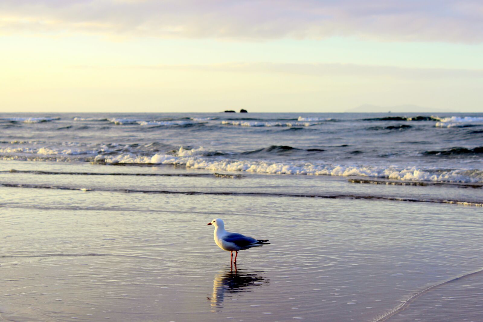 Canon EOS 600D (Rebel EOS T3i / EOS Kiss X5) sample photo. Seagull, sea, wave photography