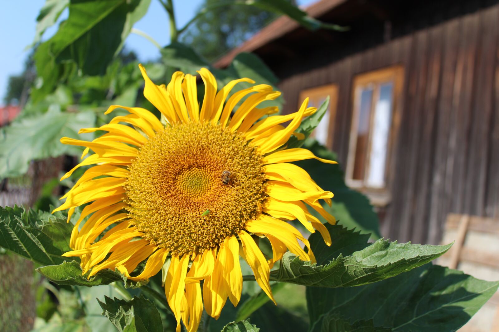 Canon EOS 1300D (EOS Rebel T6 / EOS Kiss X80) sample photo. Sunflower, climate, nature photography