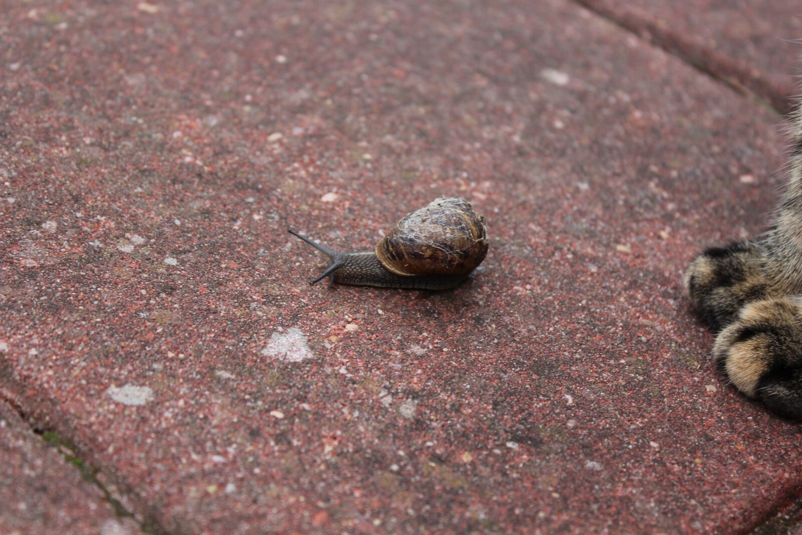 Canon EOS 1200D (EOS Rebel T5 / EOS Kiss X70 / EOS Hi) sample photo. Snail, rain, garden photography