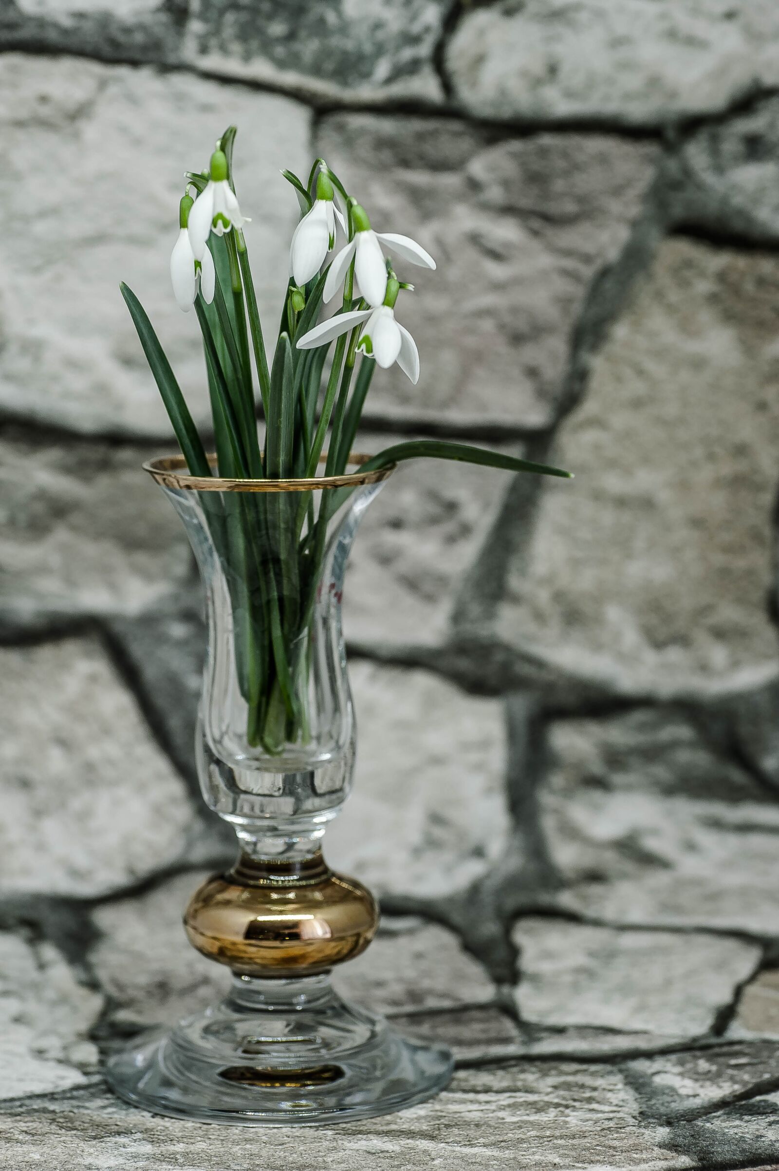 Nikon D700 sample photo. Snowdrop, vase, spring photography