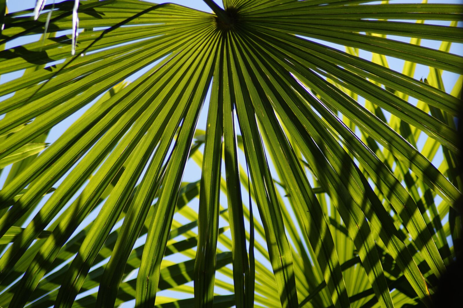 Sony SLT-A58 sample photo. Hemp palm, palm leaf photography