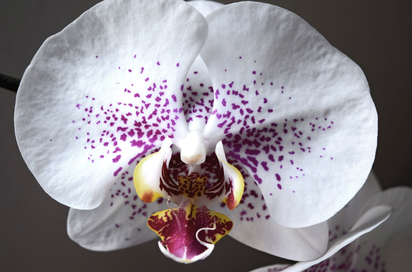 Nikon D3300 sample photo. Orchid, summer, theme, portraits photography