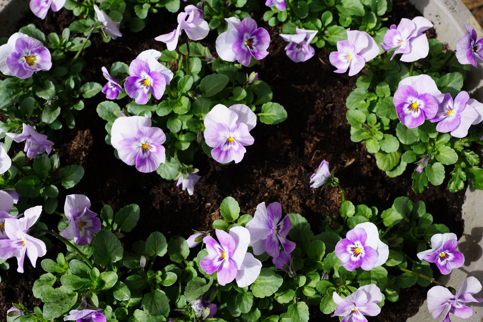 Sony DT 16-50mm F2.8 SSM sample photo. Pansy, flower, purple photography
