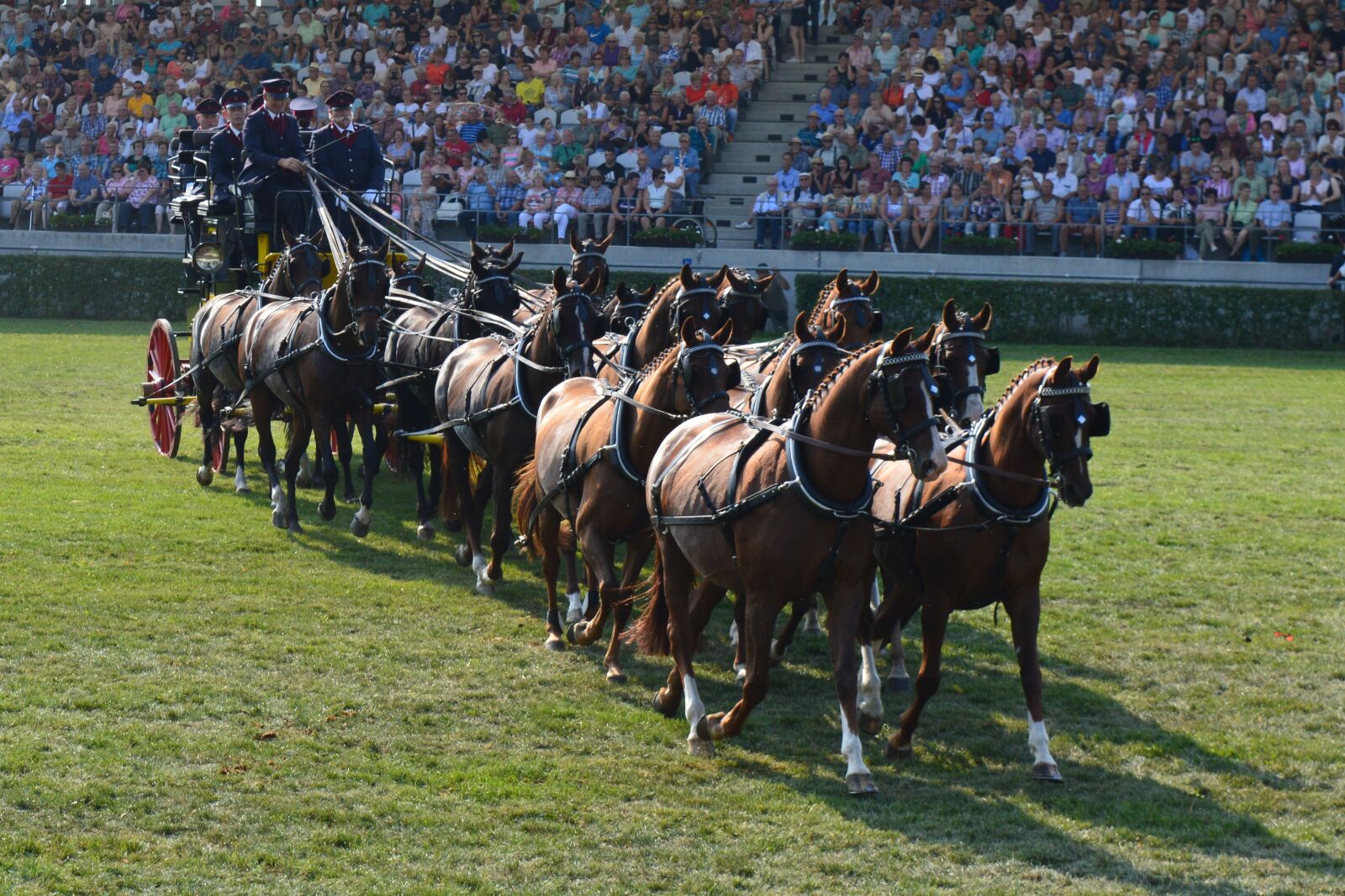 Nikon D3200 sample photo. Mares, coach, carriage photography
