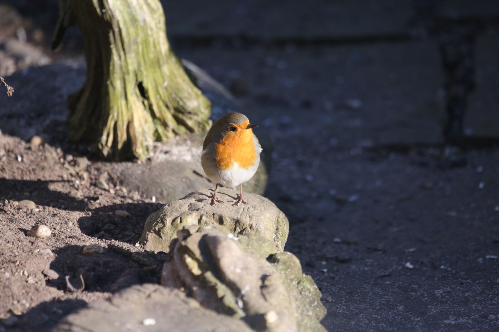 Canon EF 100-400mm F4.5-5.6L IS USM sample photo. Robin, bird, feather photography