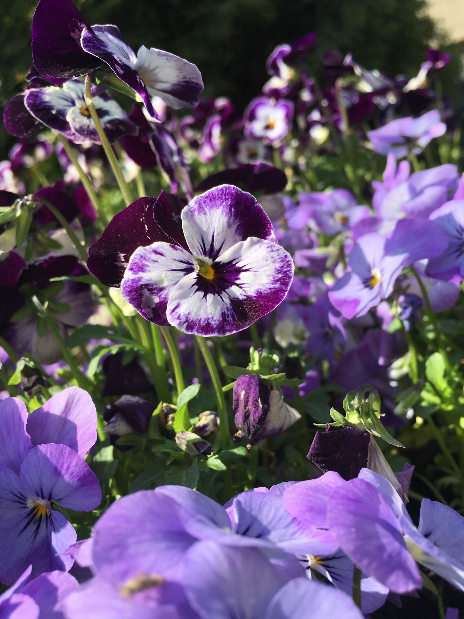 iPhone SE back camera 4.15mm f/2.2 sample photo. Happiness, flowers, nature photography