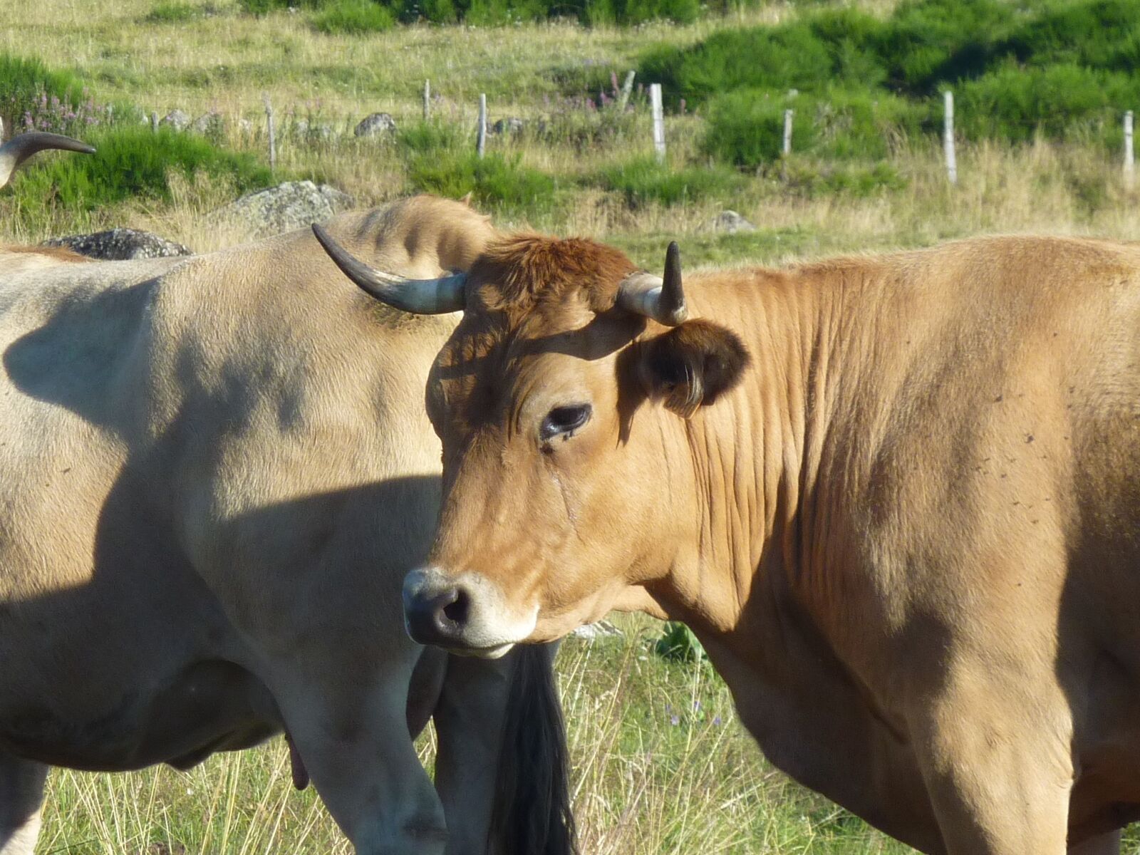 Panasonic DMC-TZ7 sample photo. Cows, aubrac, breeding photography