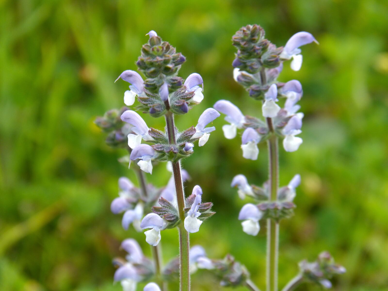 Panasonic DMC-FZ62 sample photo. Wild flower, lilac, composite photography