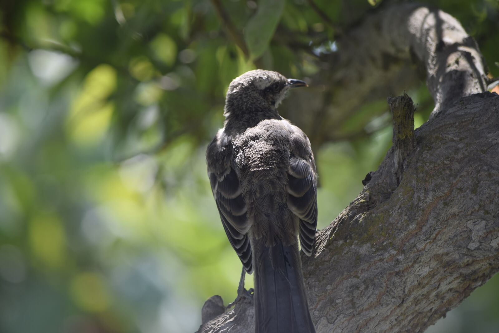Nikon D5300 sample photo. Nature, birds, animal photography