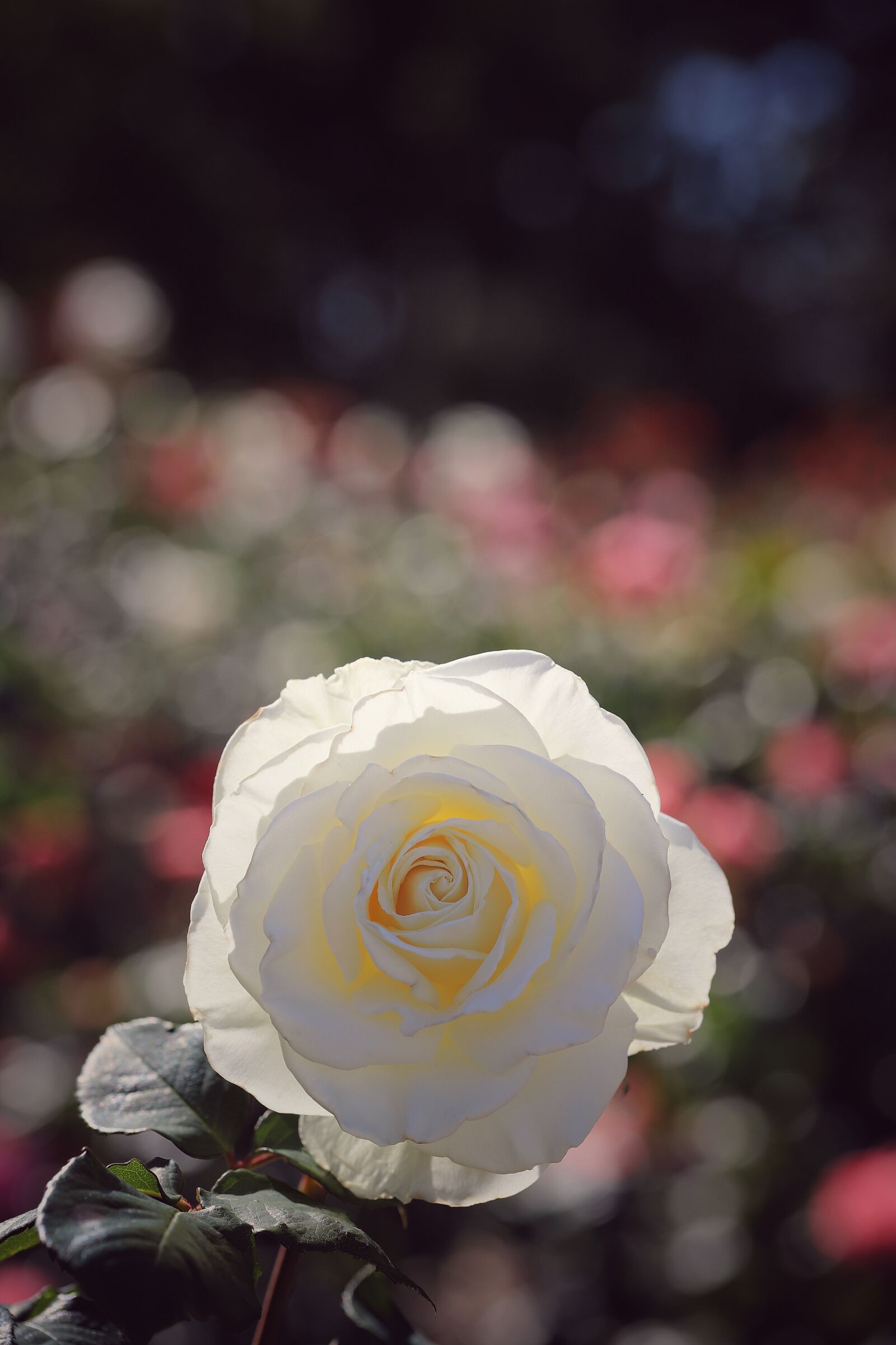 Canon EF 100mm F2.8L Macro IS USM sample photo. Rose, macro, flower photography