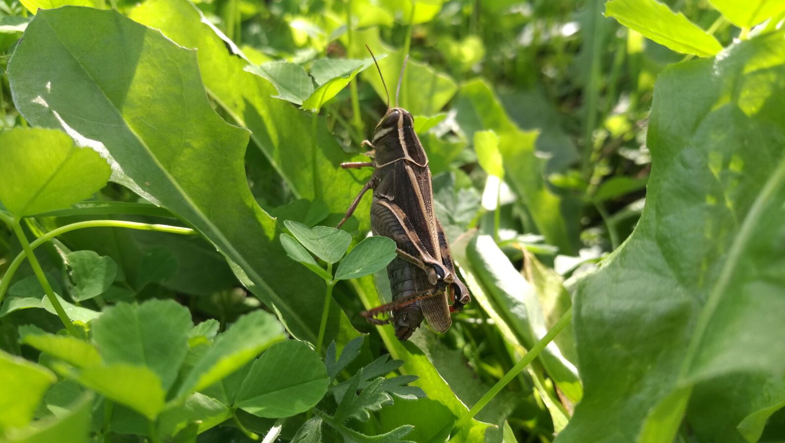 HUAWEI P9 sample photo. Grasshopper, insect, nature photography