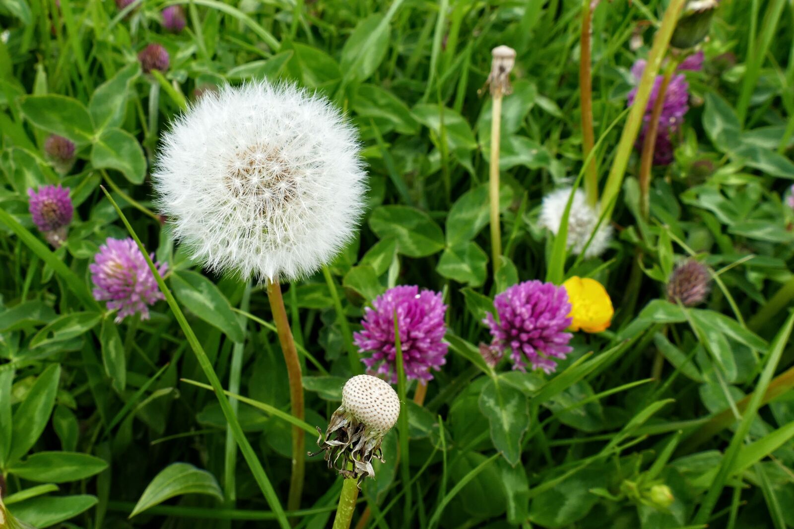 Panasonic Lumix DMC-FZ1000 sample photo. Dandelion, clover, white photography
