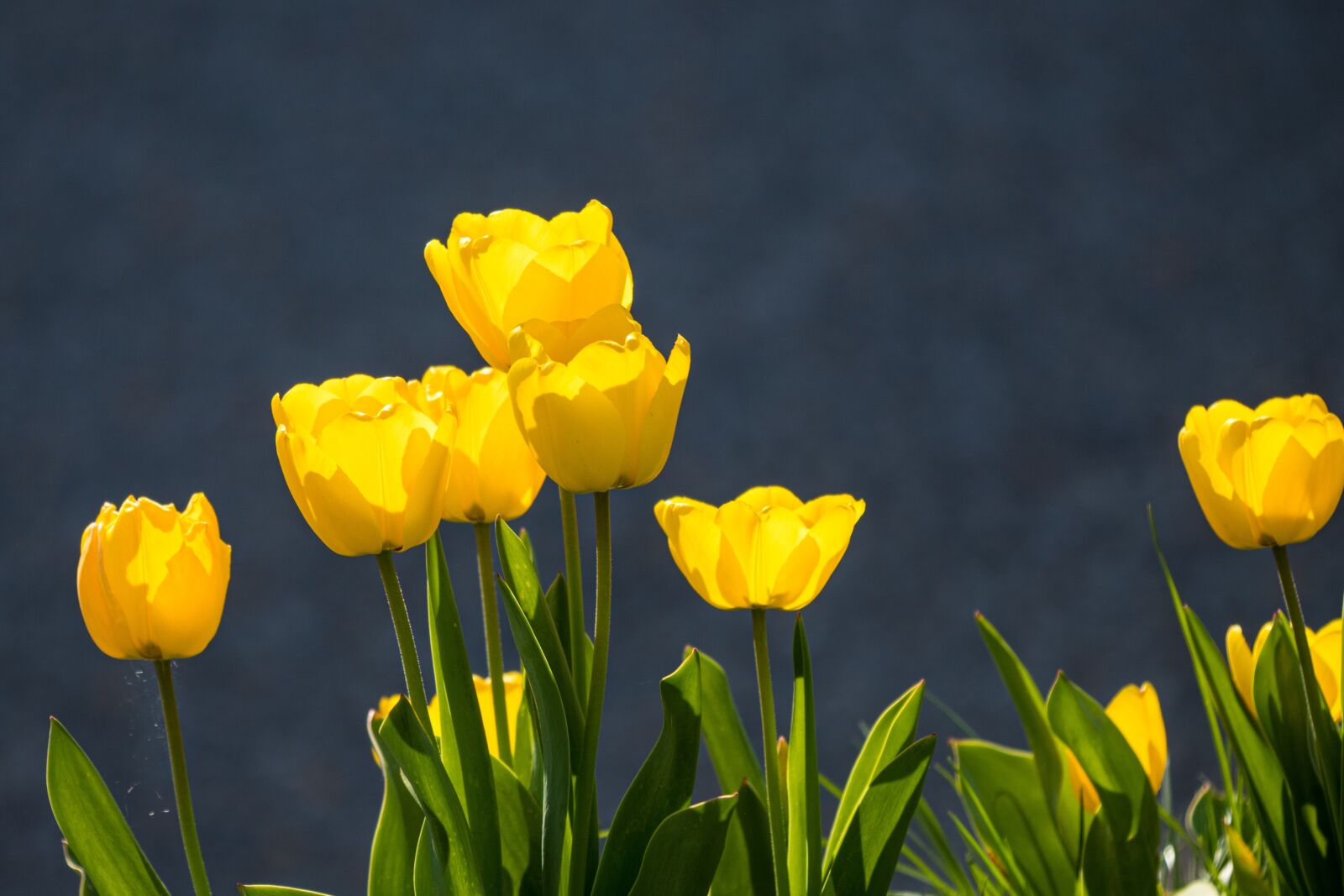 Canon EOS 6D Mark II sample photo. Tulips, yellow, spring photography