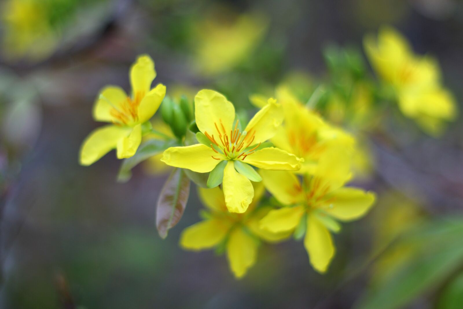 Canon EF 50mm F1.8 II sample photo. T photography