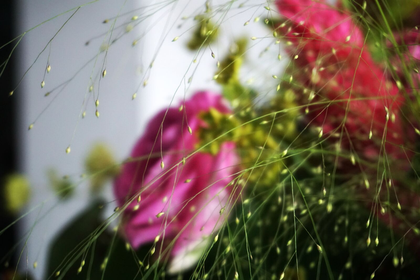 Sony E 16-50mm F3.5-5.6 PZ OSS sample photo. Plant, flower, rosa photography