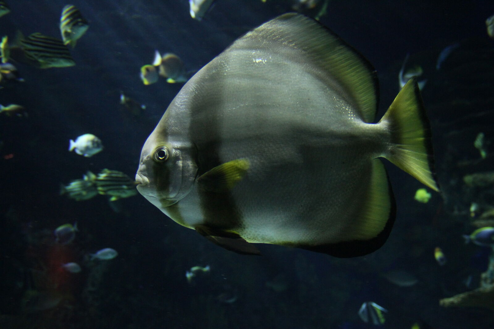 Canon EOS 7D sample photo. Aquarium, fish, school, of photography