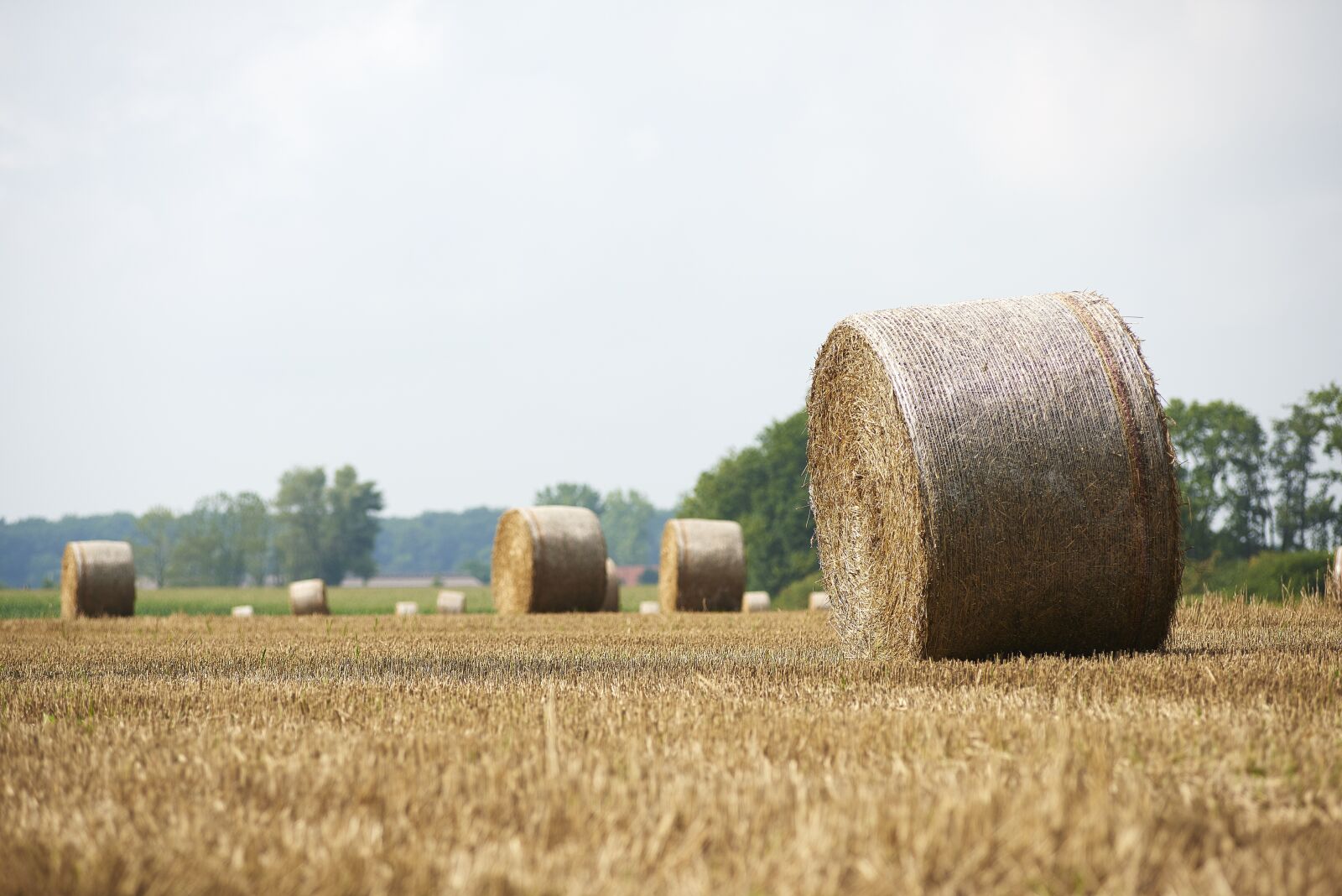 Nikon D810 sample photo. Straw, straw bales, round photography
