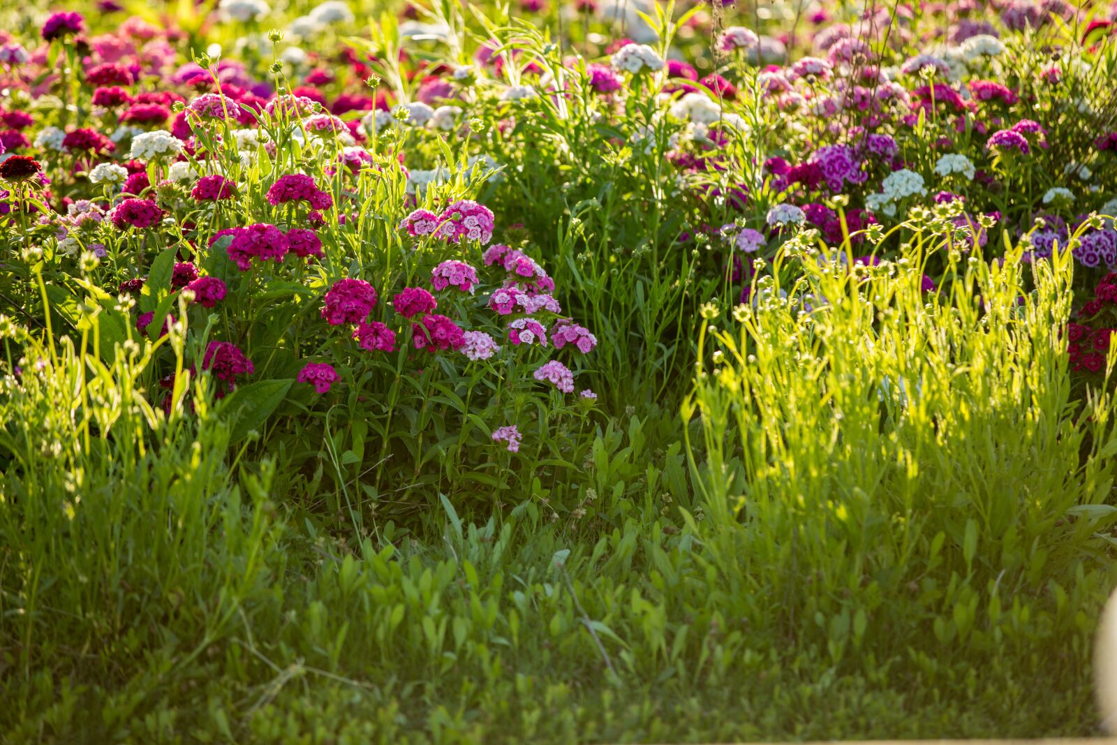 Canon EOS 5D Mark III sample photo. Flower, field, pink photography