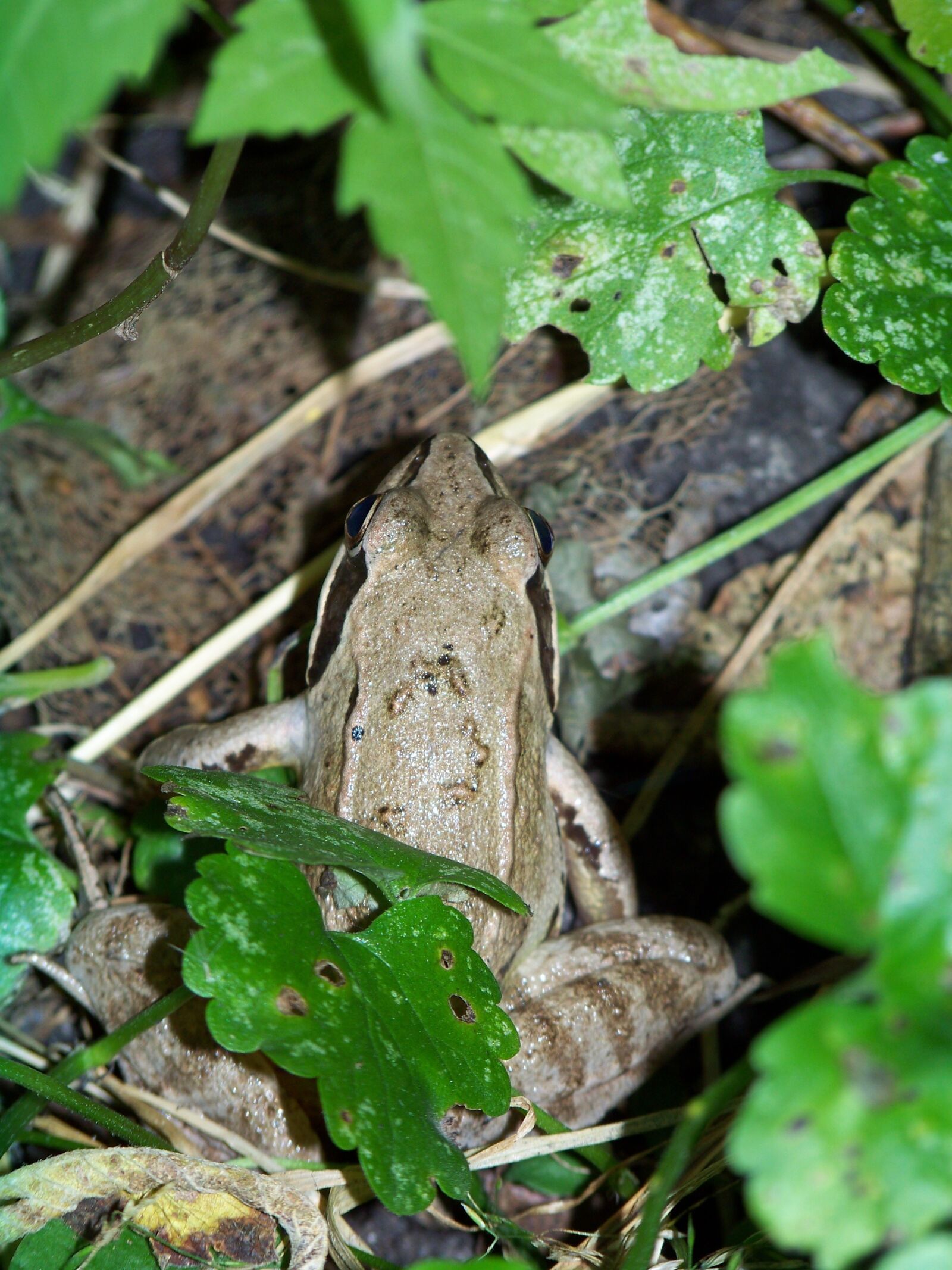 Kodak Z812 IS ZOOM DIGITAL CAMERA sample photo. Frog, macro, pond photography