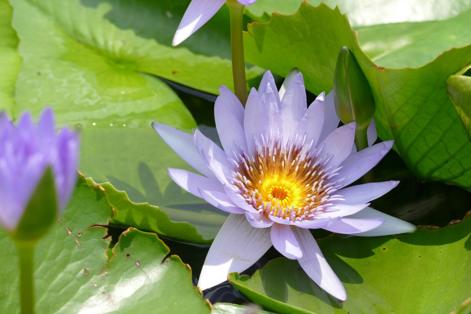 Panasonic Lumix DMC-FZ1000 sample photo. Plant, leaf, flower photography
