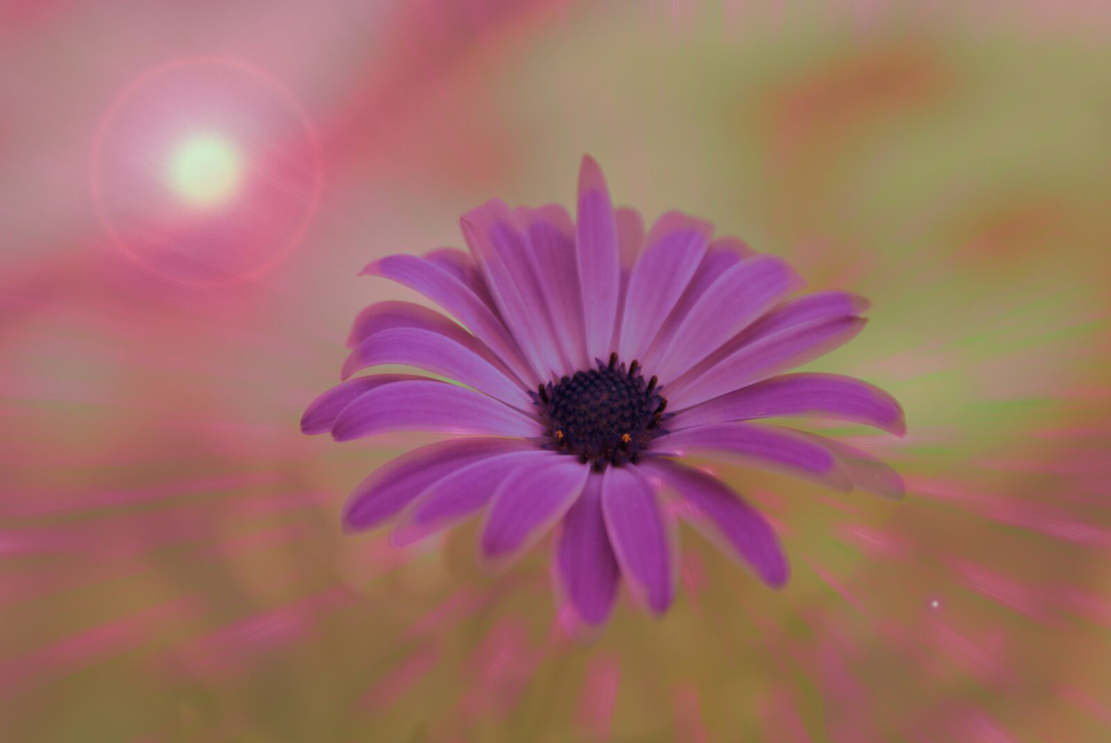 Sony Alpha DSLR-A100 sample photo. Flower, daisy, colors photography