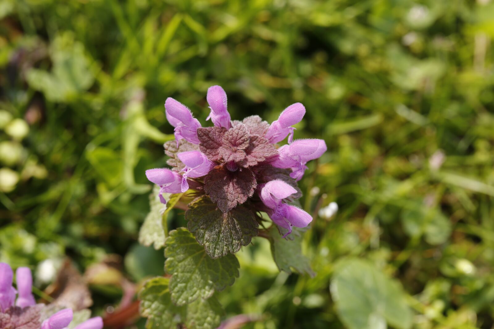 Canon EF 100mm F2.8L Macro IS USM sample photo. Flower, spring, nature photography