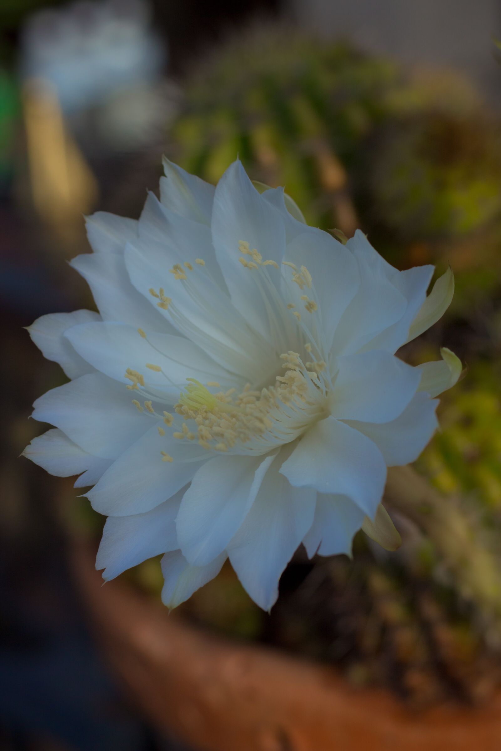 Canon EOS 700D (EOS Rebel T5i / EOS Kiss X7i) + Canon EF 50mm F1.8 STM sample photo. Flower, white, cantus photography