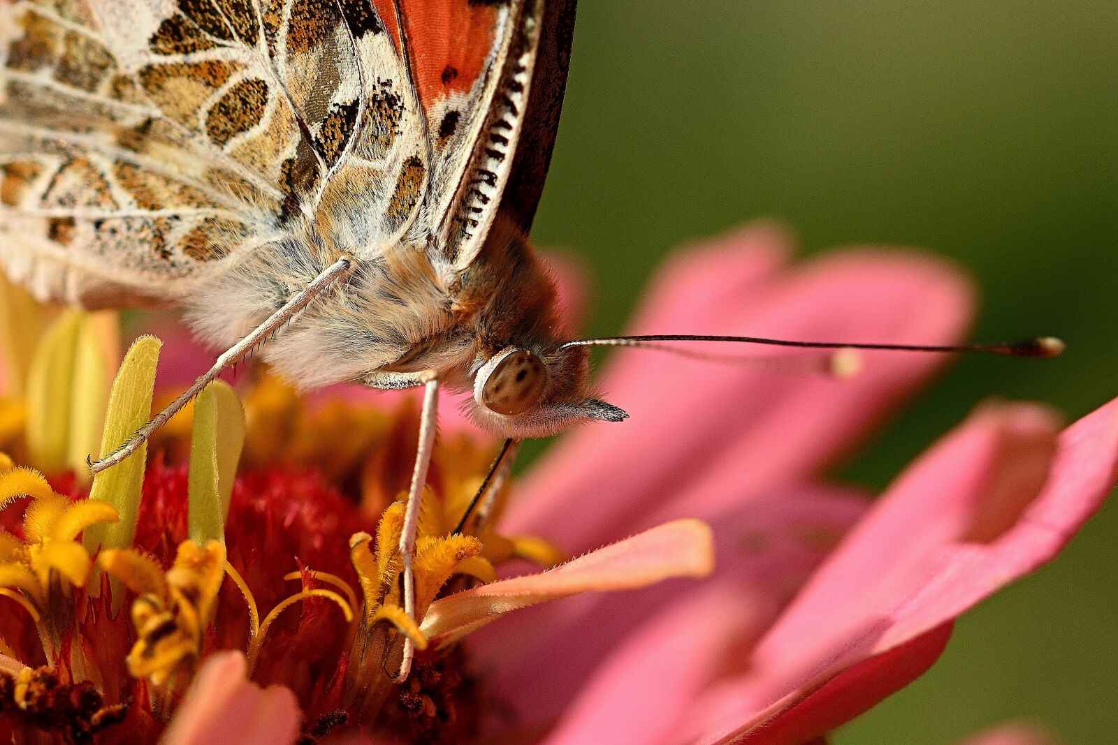 Nikon D5200 sample photo. Butterfly, vanessa cardui, insect photography