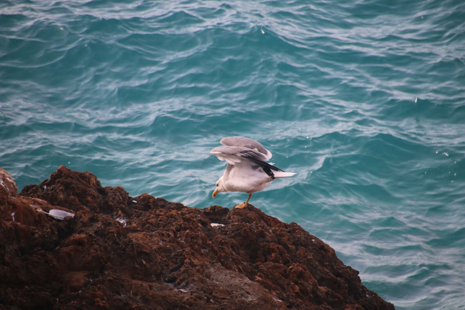 Canon EOS 70D sample photo. Beach, sea, bird photography