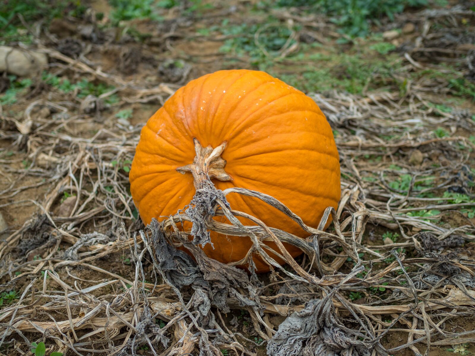 Olympus OM-D E-M1 Mark II + Olympus M.Zuiko Digital 25mm F1.8 sample photo. Pumpkin, farm, field photography