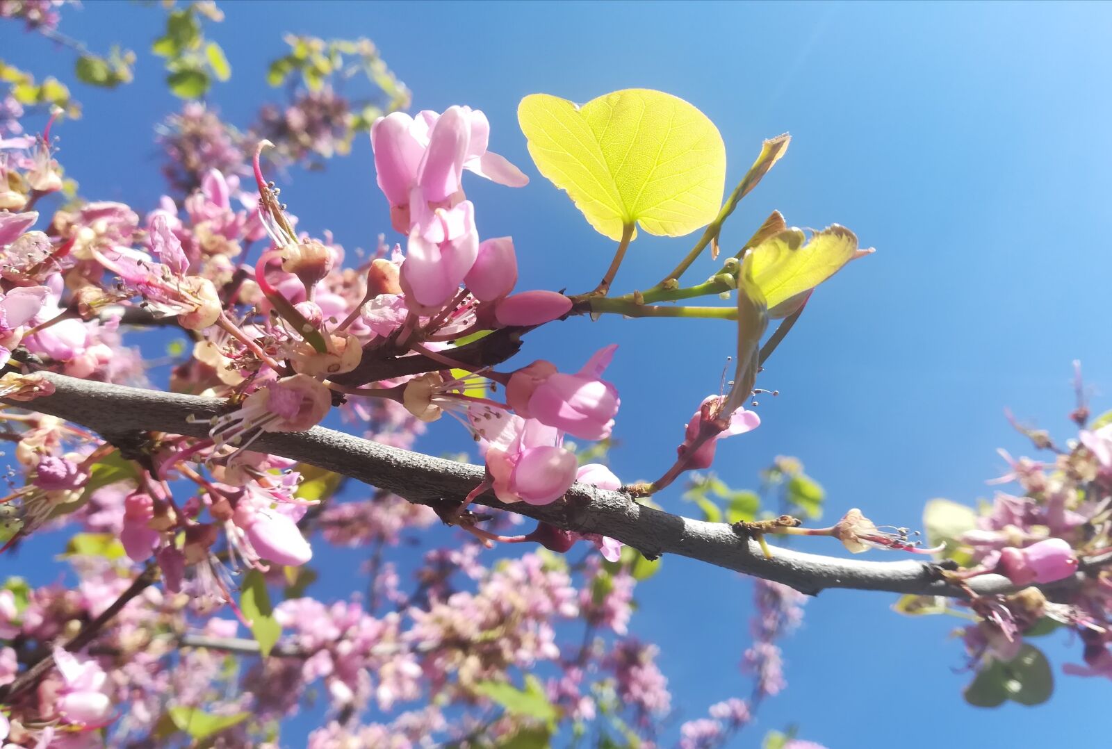 HUAWEI P10 lite sample photo. Flower, tree, branch photography