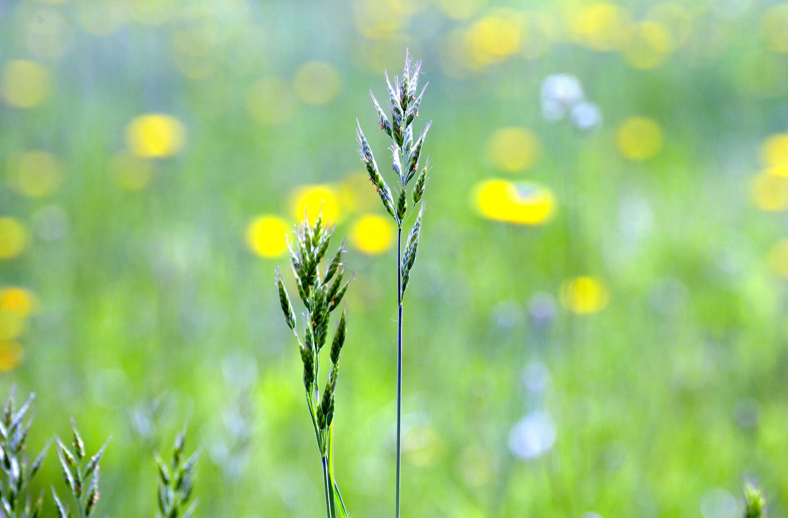 Nikon D610 sample photo. Grasses, meadow, summer photography