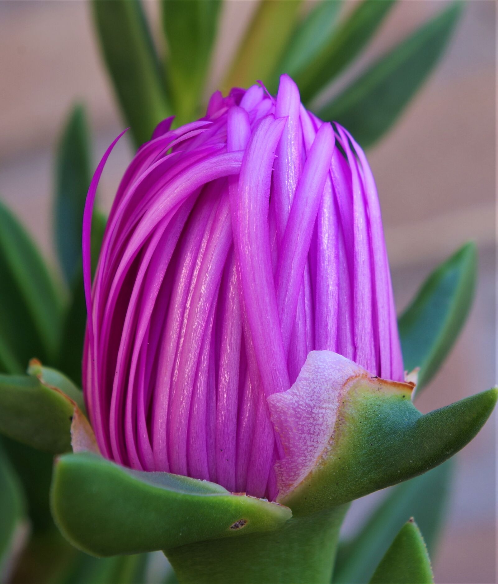 Pentax K-50 sample photo. Flower, spring, macro photography