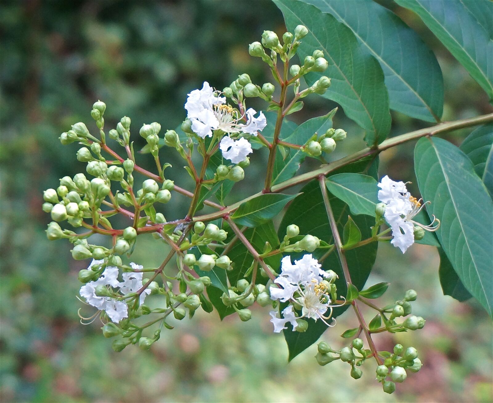 Sony Alpha NEX-5T sample photo. Crepe myrtle opening, crepe photography