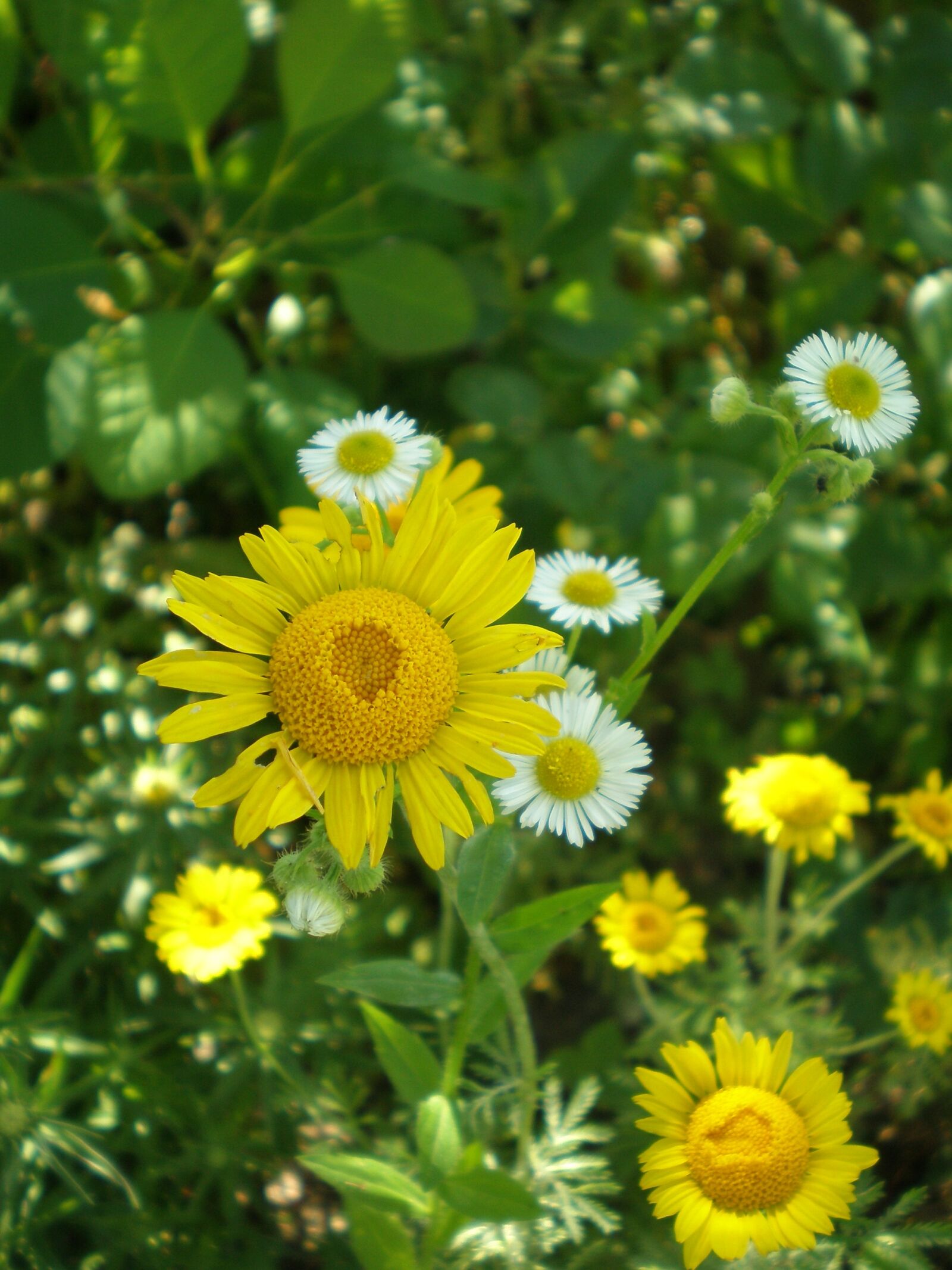 Olympus FE190/X750 sample photo. Flowers, summer, nature photography