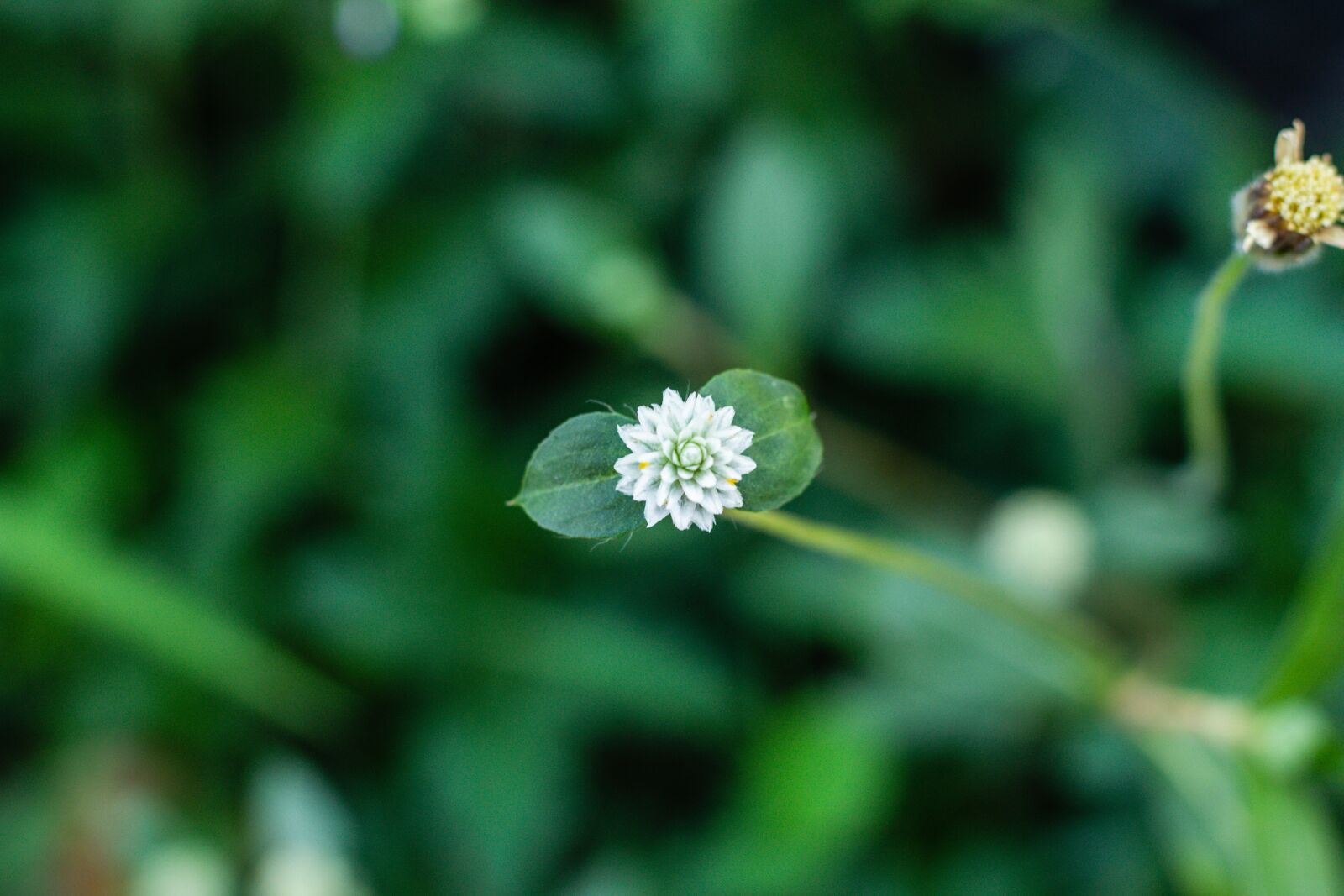 Canon EOS 700D (EOS Rebel T5i / EOS Kiss X7i) + Canon EF 50mm F1.8 STM sample photo. Leucanthemum vulgare, flower, flowers photography